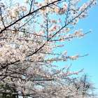 【福祉用具・介護タクシー・瀬谷区】桜が満開でした